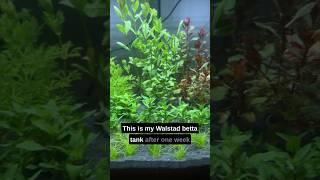 Unboxing The Aquarium Plants For My Walstad Betta Fish Tank!  #aquarium #fishtank #plantedtank