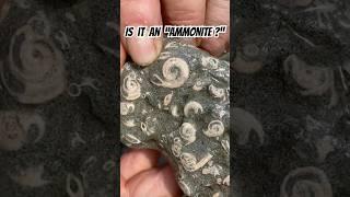 I Can’t Believe ‍️How Much This Looked Like “A Fossil Ammonite.”#fossil#ammonite#unusualmemes