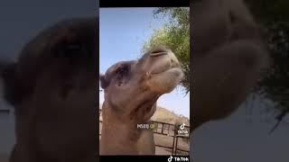 Camel coughs up it’s heart