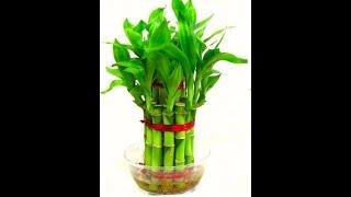 GUESS the PRICE of this PLANT  & the PLANTER #shorts #radhikaramanathan #roseplantcareintamil