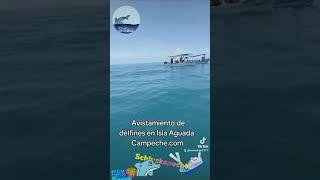 avistamiento de delfines en isla aguada campeche.com