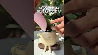 여기 헤어 맛집이네 #소품 #화분 #식물 #홈꾸