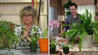 Roberta's 2-Piece Fishbone Cactus aka Zig Zag Orchid Cactus on QVC