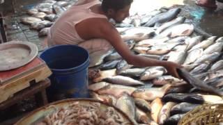 FENI FISH MARKET ONE