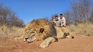 Big male lion with Carlo Eneglebrecht safaris! #Lion #375 #big5safari #hunting #southafrica