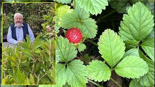 DUCHESNEA, COUVRE-SOL SOSIE DU FRAISIER, FLEURS JAUNES ET FRUITS ROUGES Le Quotidien du Jardin N°415