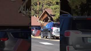 People Getting Too Close to Huge Bull Elk