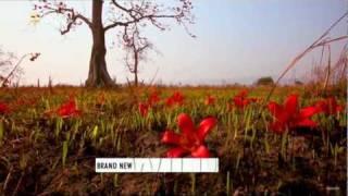 NatGeo Wild HD - Wild India Advert 1080p