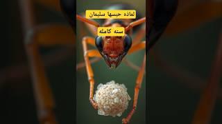 لماذا أكلت النملة حبة قمح واحدة فقط رغم أن نبي الله سليمان أعطاها اثنتين #سليمان_عليه_السلام