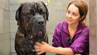 ALONE With A 140lbs (63kg) Italian Mastiff That Has Never Been Groomed Before