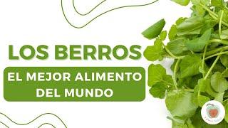 LOS BERROS: EL MEJOR ALIMENTO DEL MUNDO