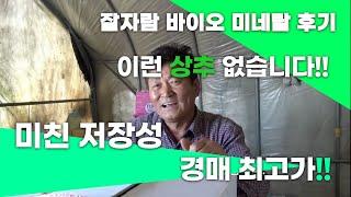 식물 활력제 잘자람 바이오미네랄 사용 상추(이런 상추 없습니다!)