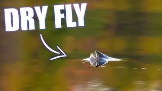 BEST DRY FLY TAKES (Brown Trout & Grayling) - Fly Fishing!