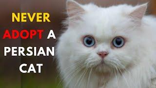 Top 14 Reasons Why You Shouldn't Get a Persian Cat