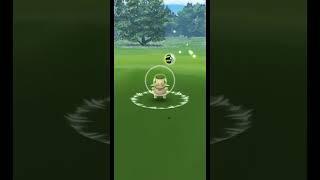 WILD SHUNDO AXEW ! l 100% IV SHINY AXEW l AXEW COMMUNITY DAY