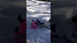 Bloopers! Funniest Video! Hilarious Toddler wipes out and face plants sledding in Mass snowstorm