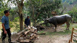 Selling the Buffalo, and the Process of Going to the Field | Farmer family