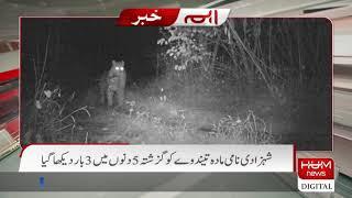 Islambad: A leopard spotted near Trail 4 and 6