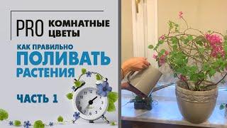 Как правильно поливать растения. Видео про полив: умеренный, обильный - что это означает?