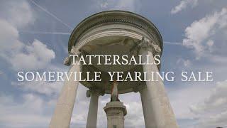 Coming to Newmarket: Tattersalls Somerville Yearling Sale