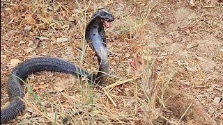 Mongoose vs Black Cobra Snake,Wild Fight