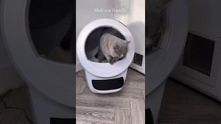 Absolutely in love with our new cat litter from Whiskers-LitterRobot #shorts