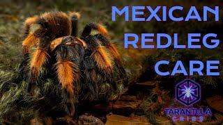 Best Beginner Tarantula?  Mexican Red Leg Tarantula | Brachypelma emilia  Care Guide