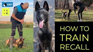 HOW TO TRAIN RECALL | ELEVATED CANINE ACADEMY | YOLO PUP