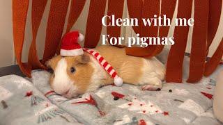 Clean with me for pigmas #guineapig #cute #animallover #christmas #cuteanimals