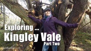 Exploring Sussex: The Ancient Yew Trees of Kingley Vale - Part Two