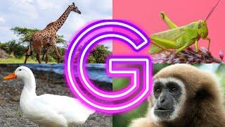 Amazing Animals You Never Knew Started with G