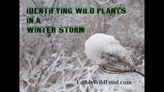 Identifying 12 Edible Plants in Winter