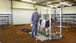 ProSheen for Daily Cattle Grooming