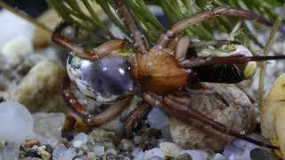 Dr. Kriska György - The Adventurous Life of the Diving Bell Spider - 1. part ( trailer )