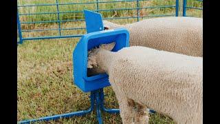 Sydell Sheep and Goat Salt and Mineral Feeder 804