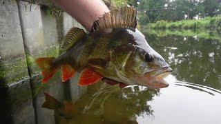 Sight Fishing Big Perch In Crystal Clear Canal