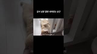 집사 놀래키기 꿀팁 #브리티쉬숏헤어 #고양이 #냥이영상 #britishshorthair #cat #고양이일상 #kitten #고양이영상 #kitty