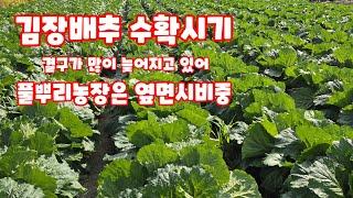 김장배추 결구가 늦어지고 있습니다 해결책 찾아보기 [배추재배방법]