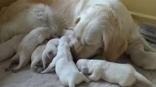 Golden Retriever puppies - Time to feed