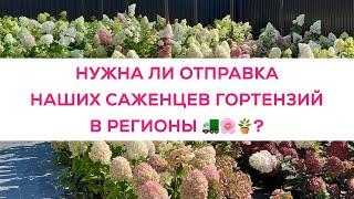 НУЖНА ЛИ ОТПРАВКА НАШИХ ГОРТЕНЗИЙ В РЕГИОНЫ?