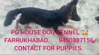 PG HOUSE DOG KENNEL FBD UP