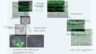 Induced Cochlear Hair Cell Regeneration & Recovery of Hearing after Acoustic Trauma - January 2013 -