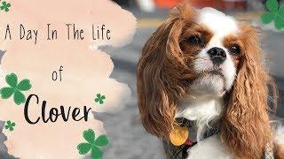 A Day In The Life of Clover ️ The Cavalier King Charles Spaniel 