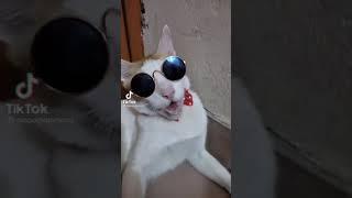 new funny video of cat... song kala cashma... #shorts#funny#new#kalacashma