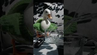 Any pet duck's favorite drink: iced water with a frozen peas in it @DJI