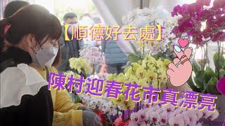 【大灣區生活】陳村花卉世界春節花市-金黃色的桔果如密密麻麻的「金珠」滿布其上，洋溢著新春佳節的喜氣洋洋