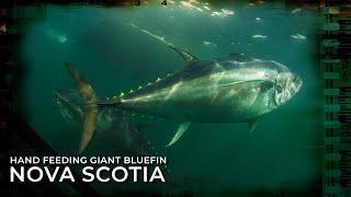 Hand Feeding 1000lb Giant Bluefin Tuna - Nova Scotia, Canada.