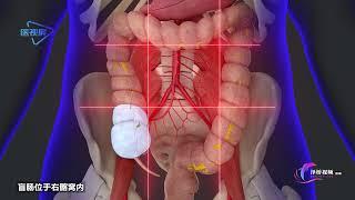 【Viscera】cecum and appendix  【内脏学】盲肠和阑尾