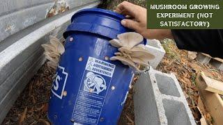 Growing oyster mushrooms outdoors in coconut coir buckets - Substrate Experiments