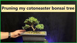 Pruning my cotoneaster bonsai tree #bonsai